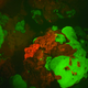 Illustration for article titled These new species of biofluorescent fish are beautifully strange